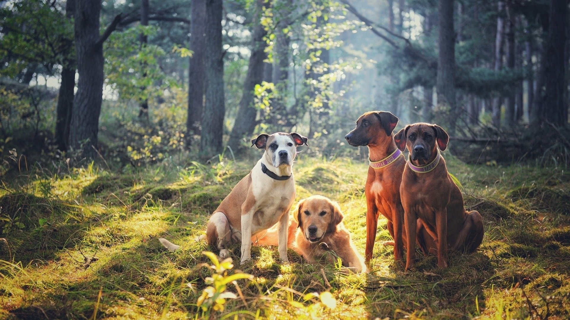 Four dogs sitting in a sunlit forest HD Wallpaper