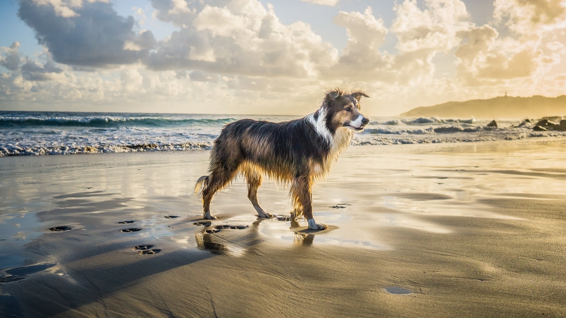 A dog stands on a beach at sunset HD Wallpaper
