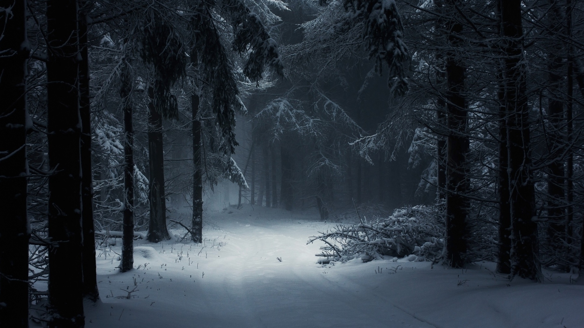 Snowy forest path in winter HD Wallpaper