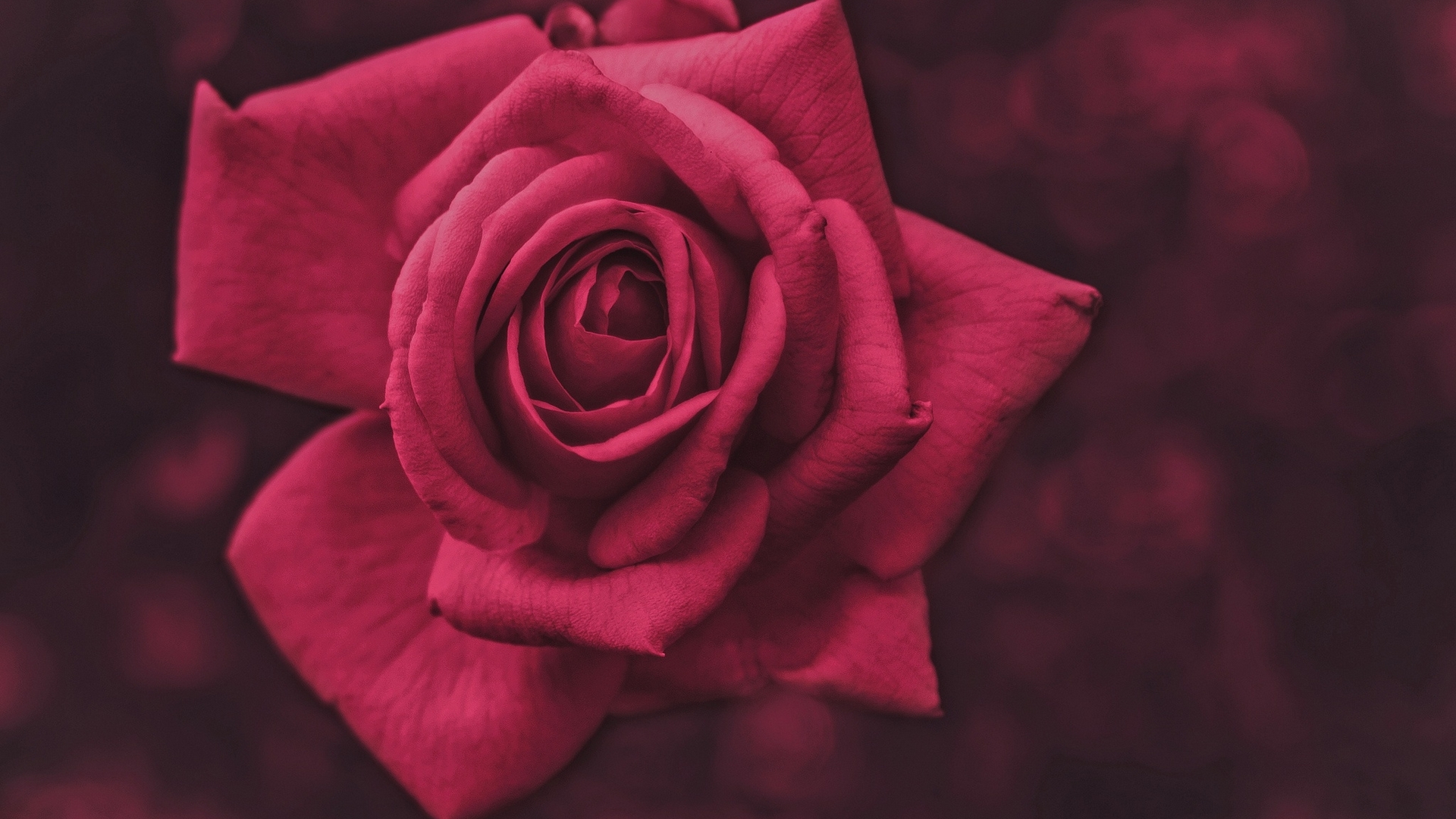 Close-up of a deep pink rose HD Wallpaper