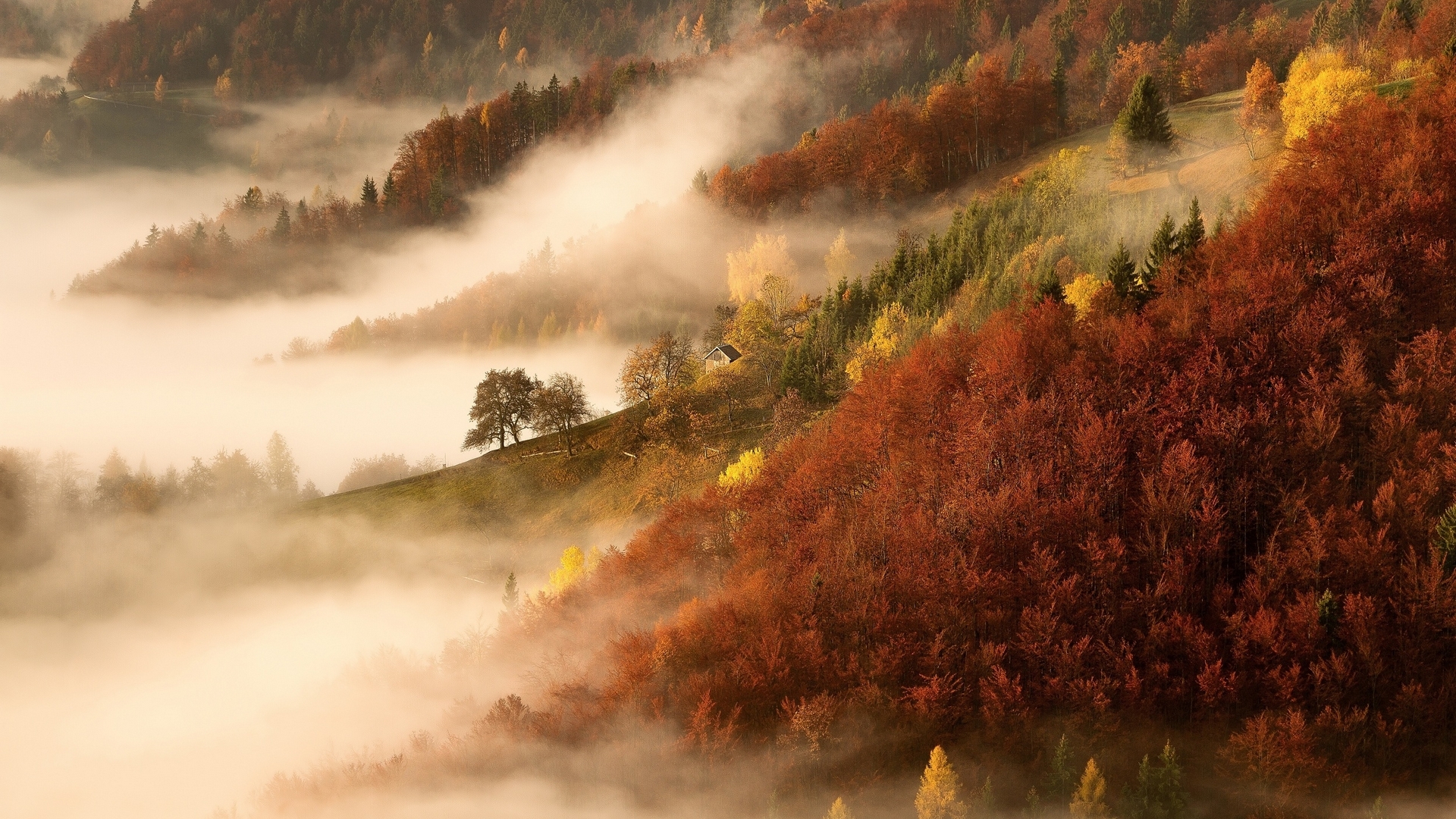 Misty Autumn Forest Landscape with Colorful Trees HD Wallpaper