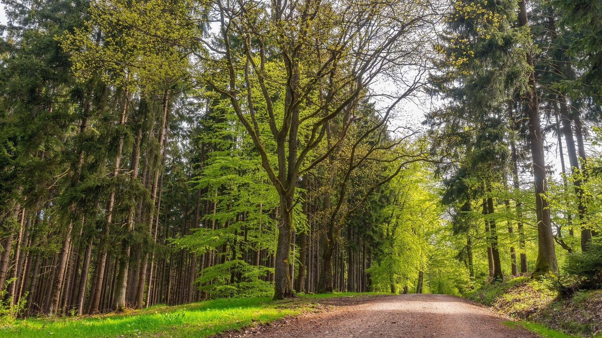 Dirt road through a sunlit forest with green trees HD Wallpaper