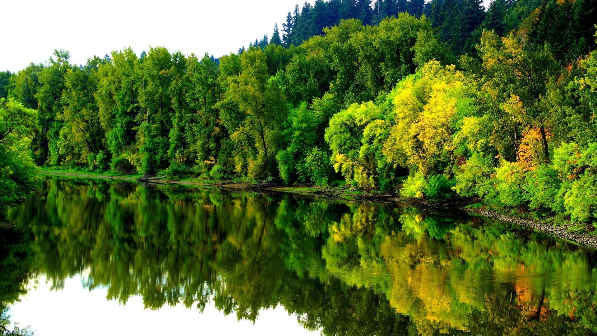 Serene Forest River with Autumn Reflection HD Wallpaper