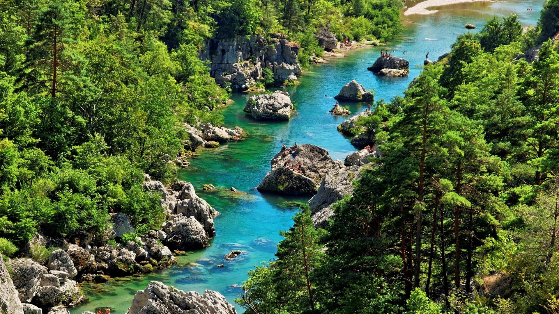 Serene River Flowing Through Lush Pine Forest HD Wallpaper