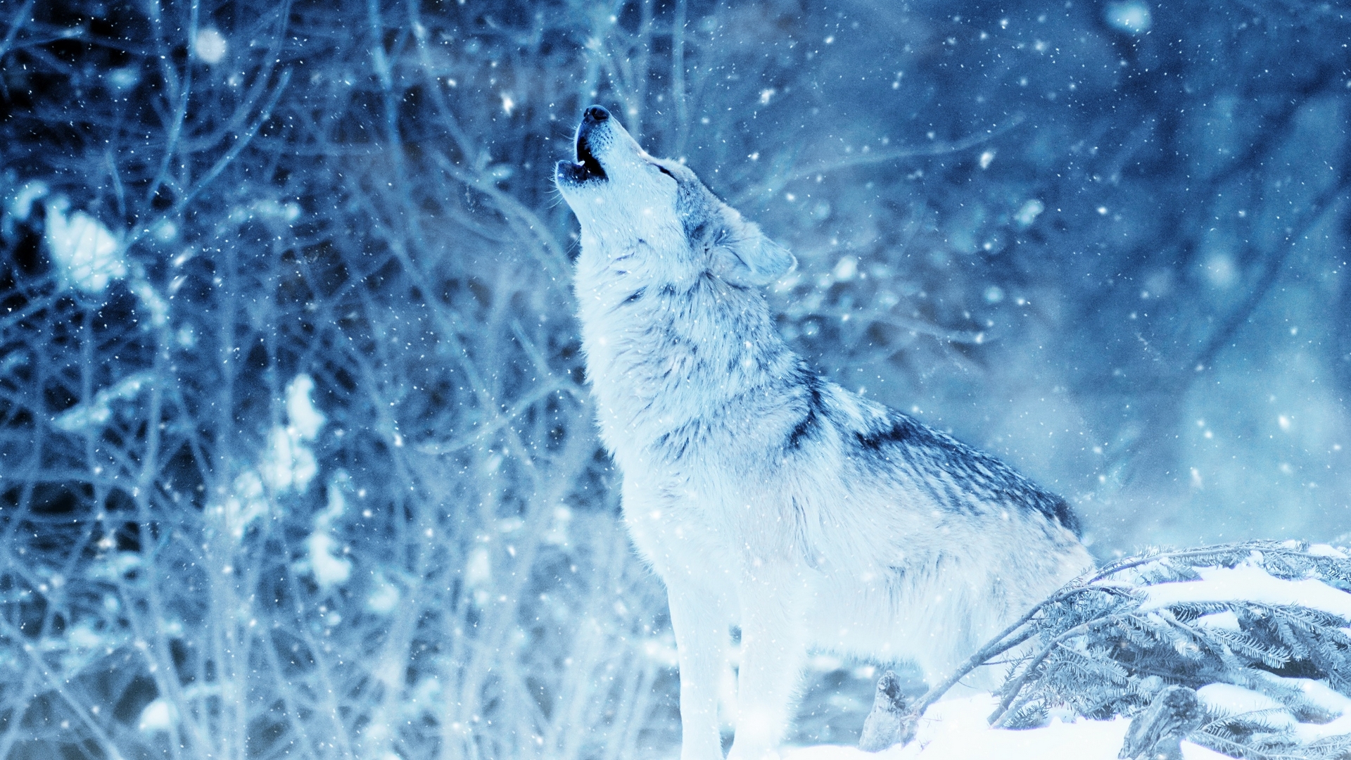Wolf howling in a snowy forest HD Wallpaper