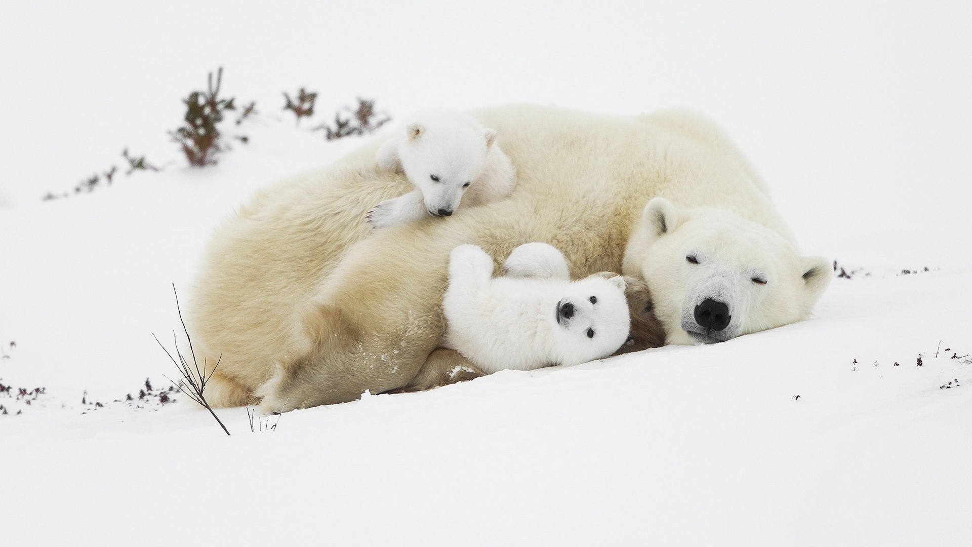 Resting Polar Bear with Playful Cubs in Snow HD Wallpaper