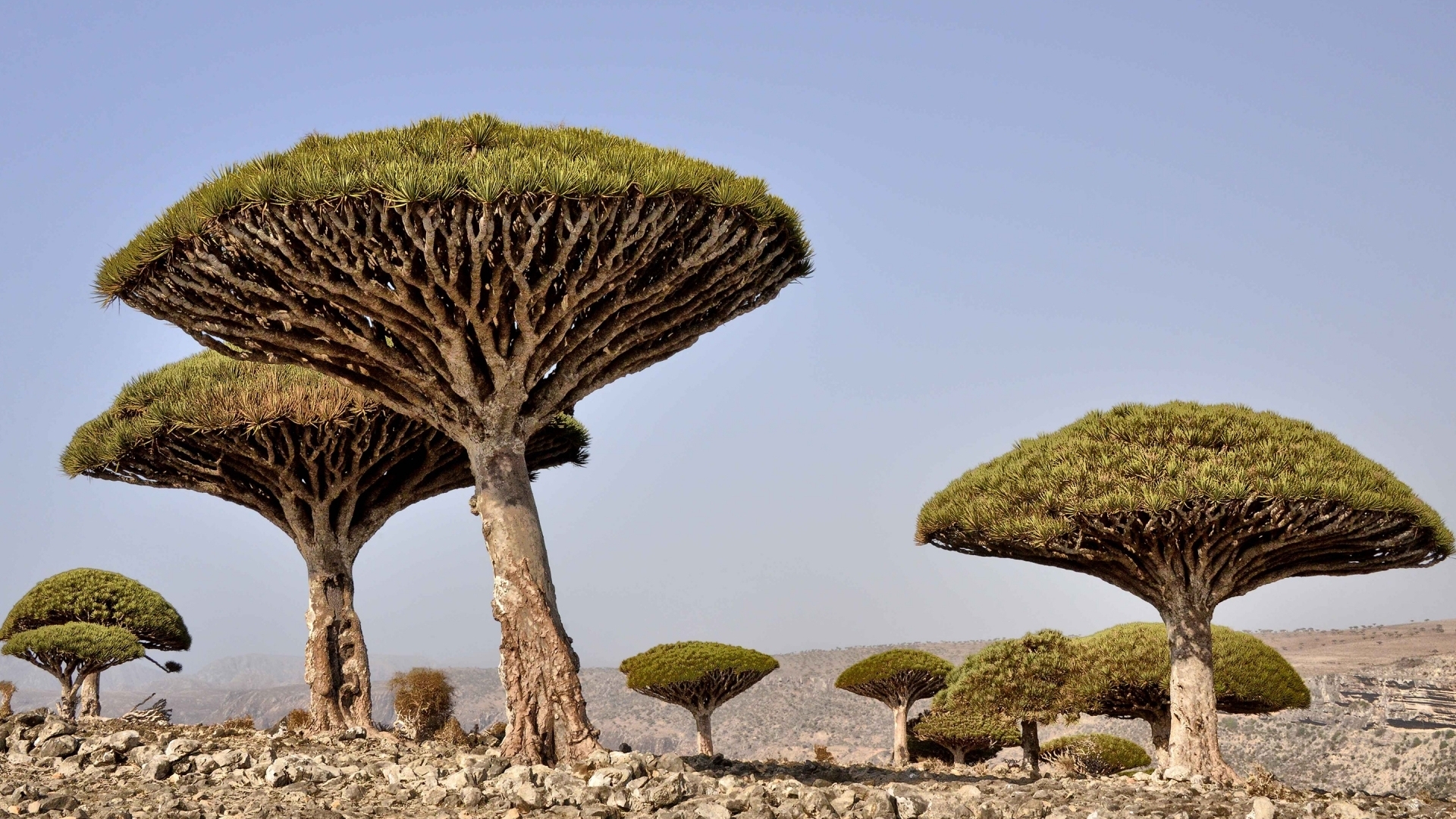 Dragon's Blood Trees on Rocky Terrain HD Wallpaper