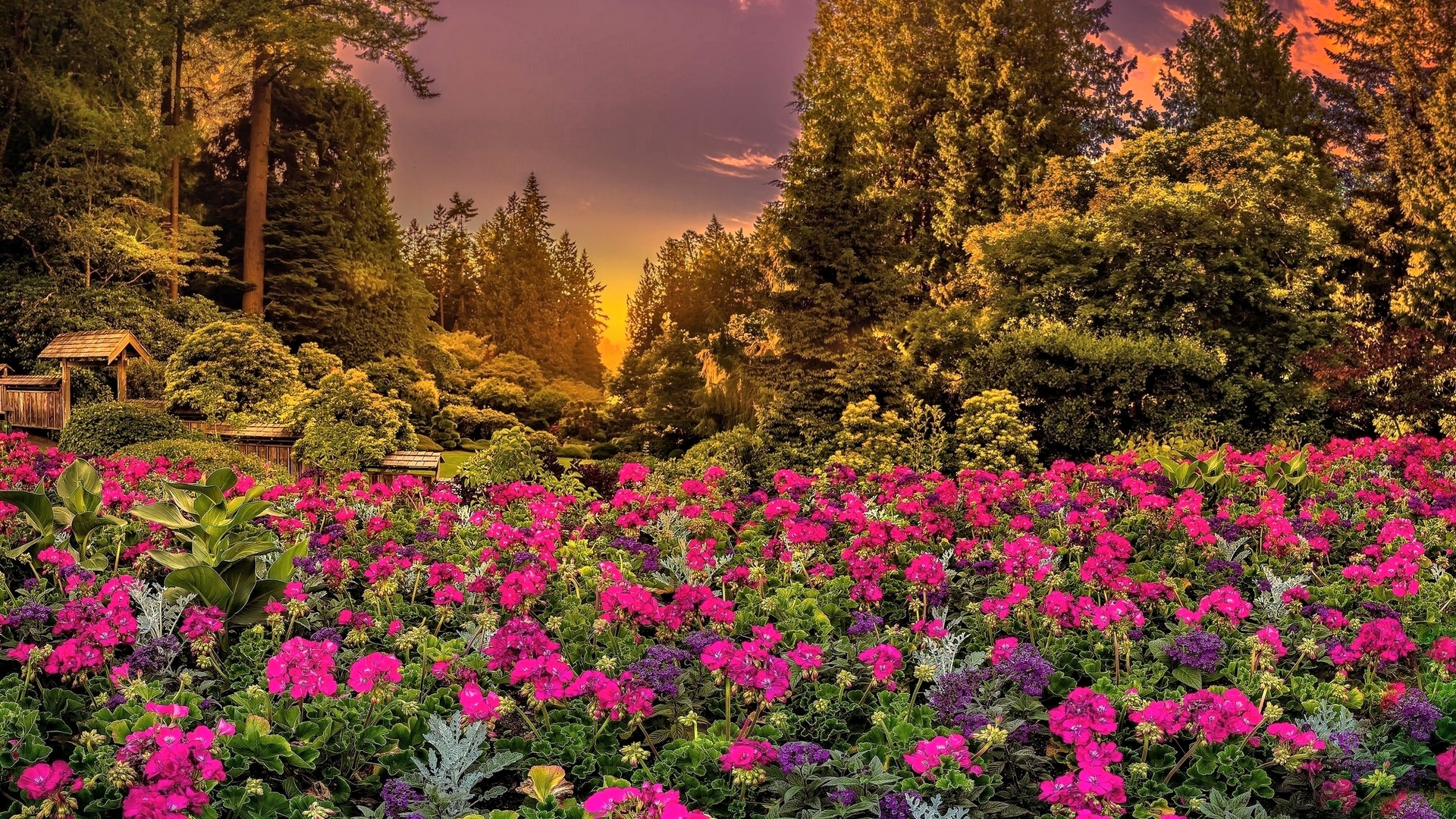 Garden with pink flowers and trees at sunset HD Wallpaper