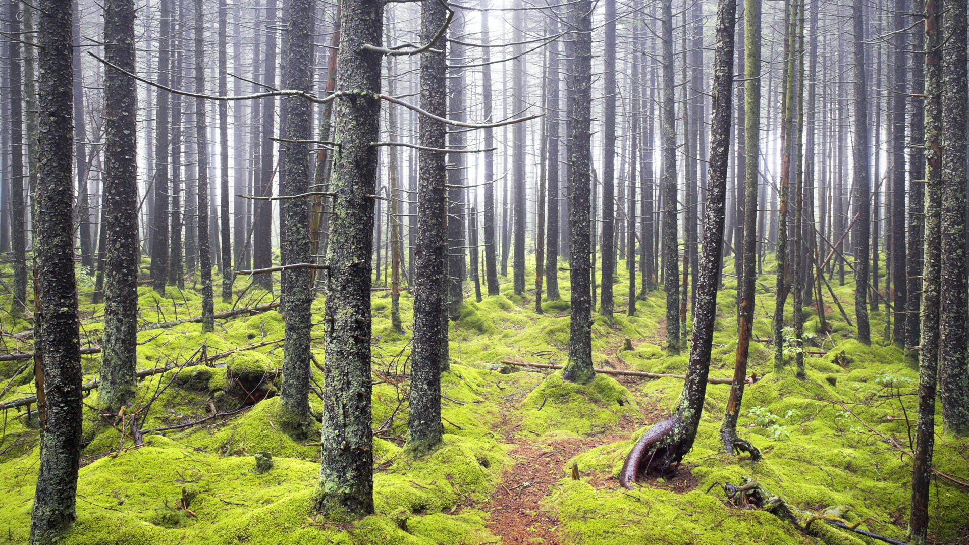 Misty forest path with moss-covered trees HD Wallpaper