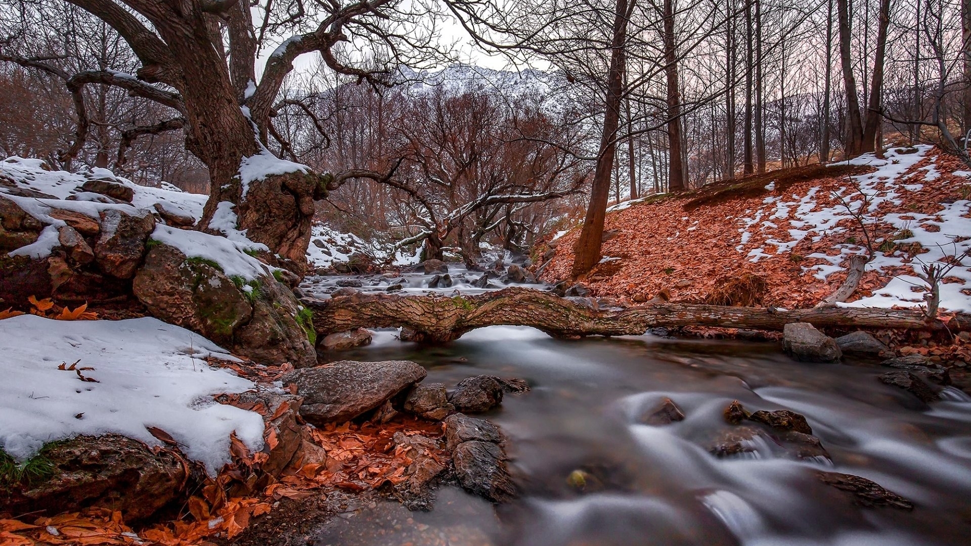 Winter stream flowing through a forest with snow and fallen leaves HD Wallpaper