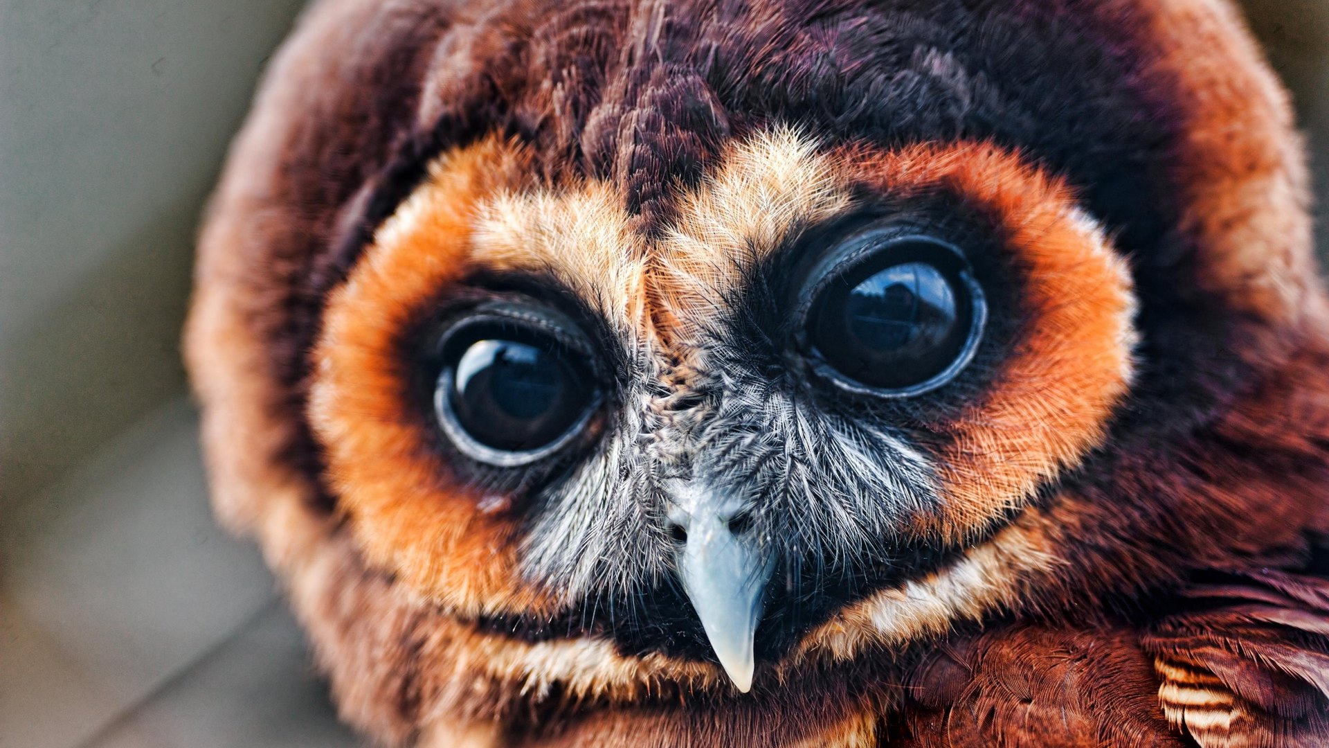 Close-up of a brown owl's face HD Wallpaper