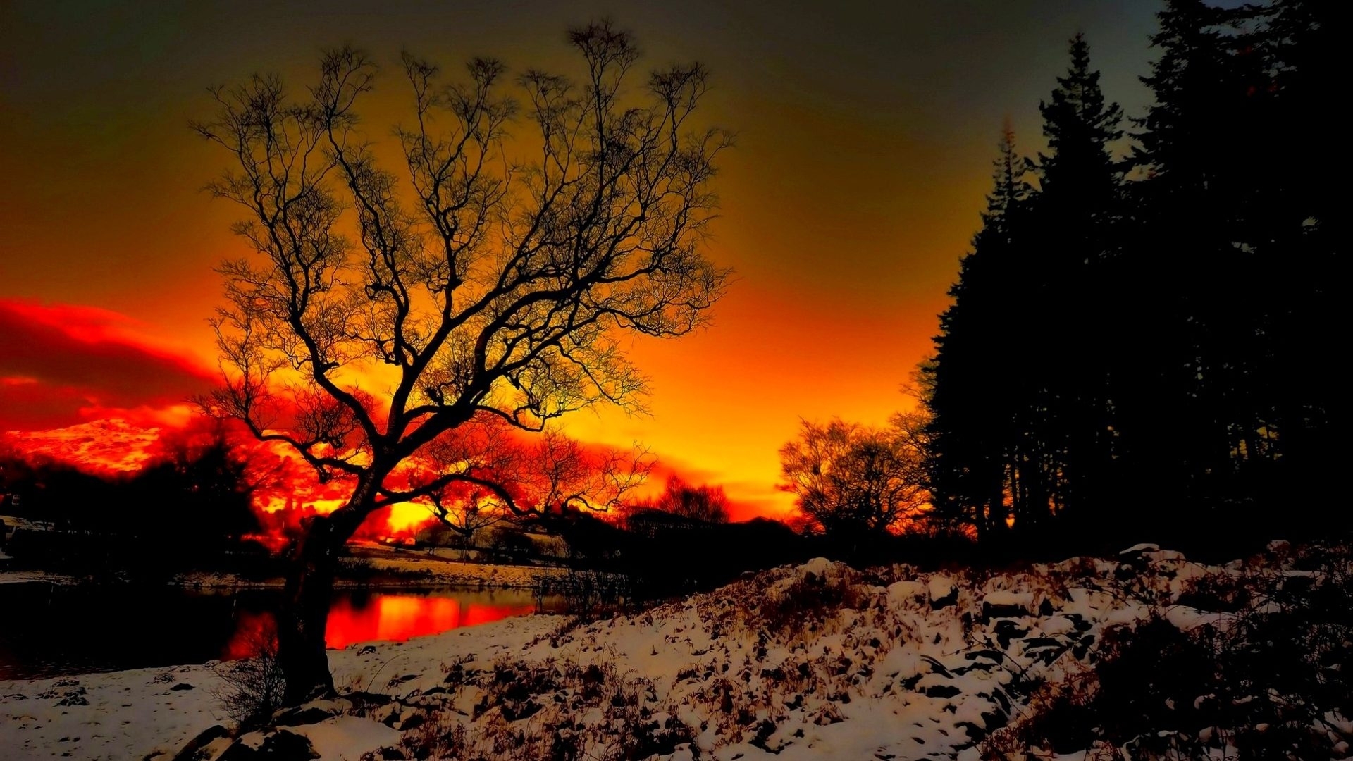 Bare tree by lake during fiery sunset with snow HD Wallpaper