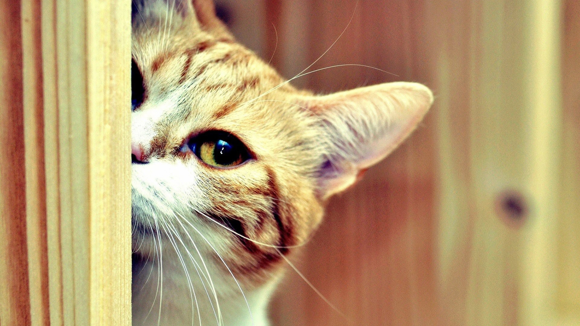 Close-up of a tabby cat peeking from behind wooden planks HD Wallpaper
