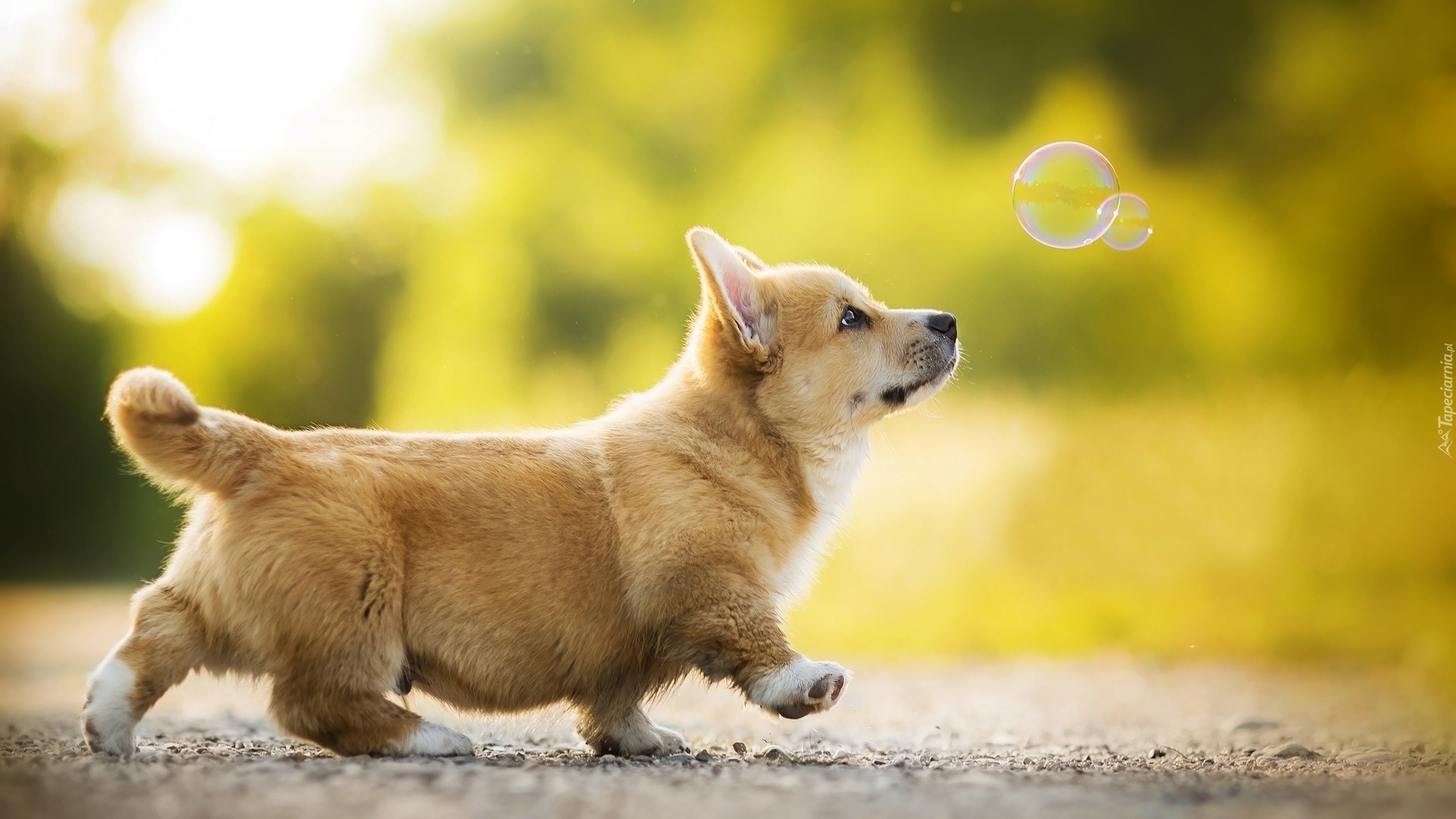 Adorable Puppy Chasing Bubbles Outdoors HD Wallpaper