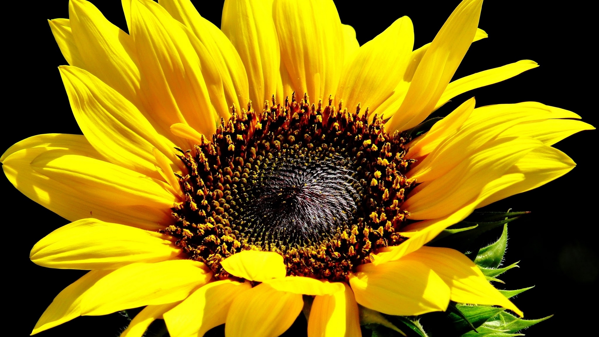 Bright Yellow Sunflower with Dark Center HD Wallpaper