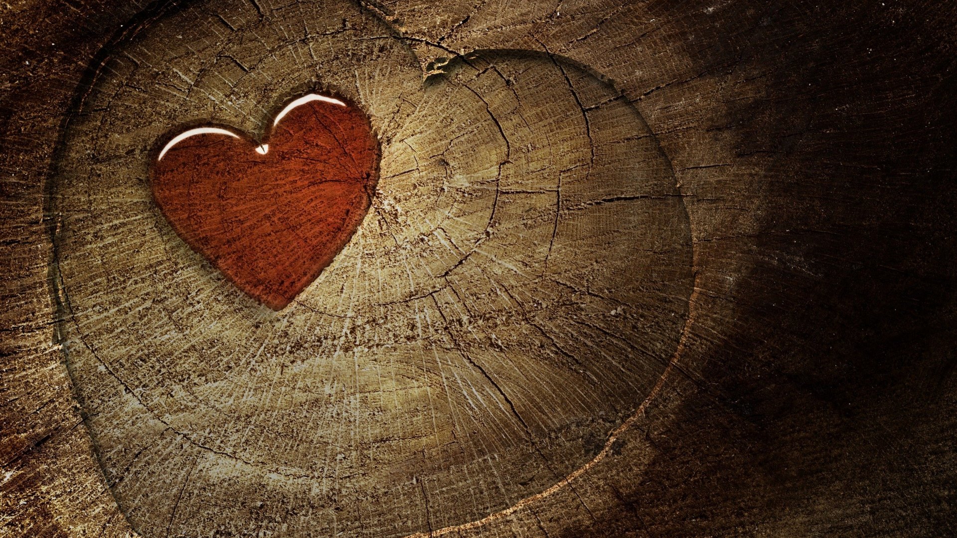 Heart shape on a tree stump HD Wallpaper