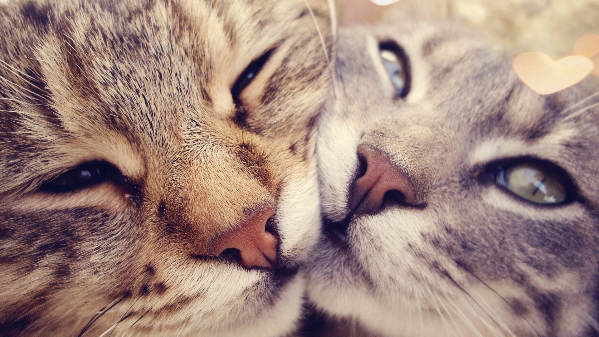 Two cats nuzzling closely together HD Wallpaper