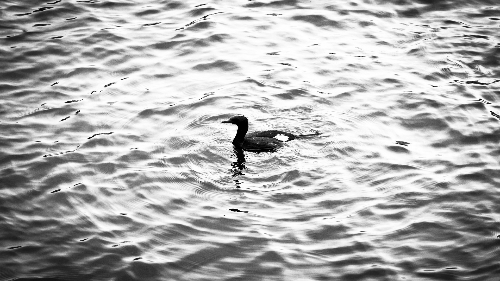 A black bird swims in rippling water HD Wallpaper