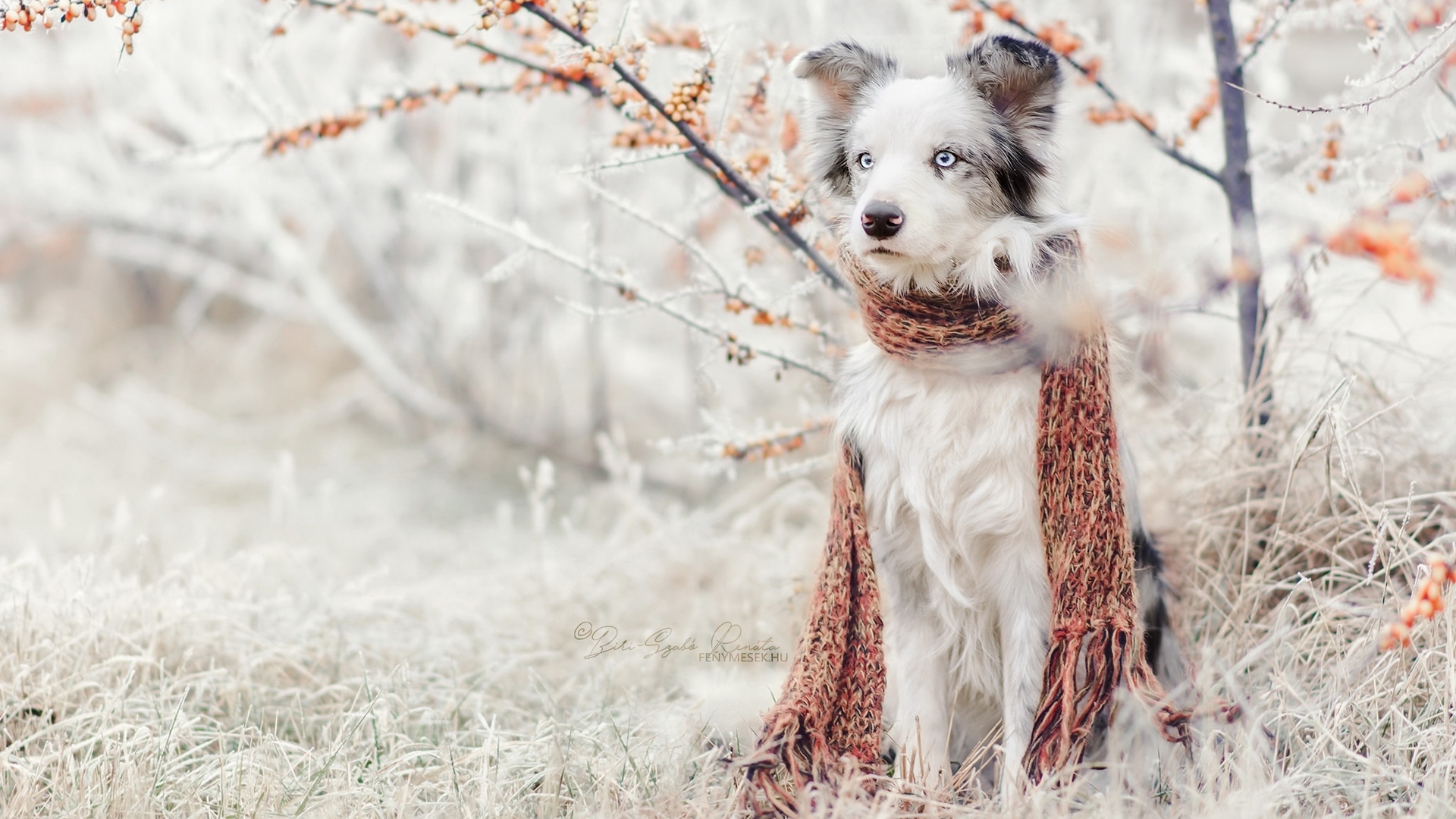 Dog wearing a scarf in a snowy landscape HD Wallpaper