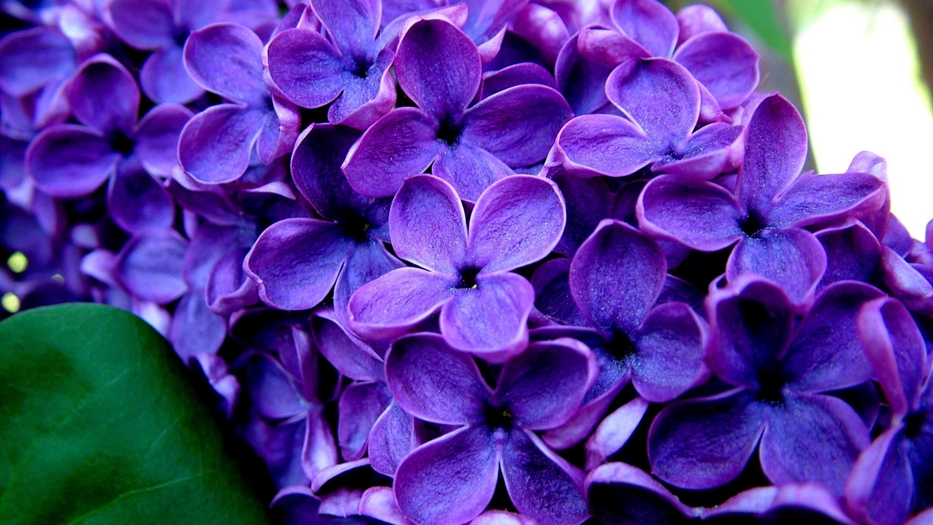 Close-up of purple lilac flowers HD Wallpaper