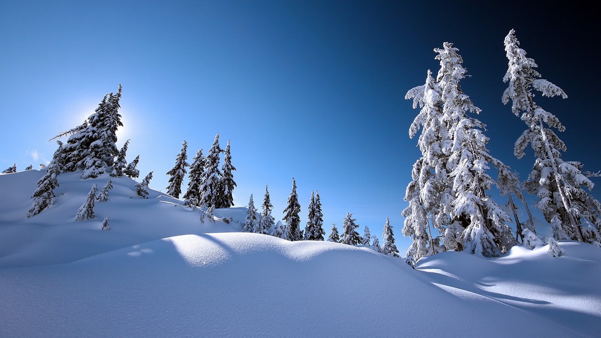 Snowy evergreen trees on a bright sunny day HD Wallpaper