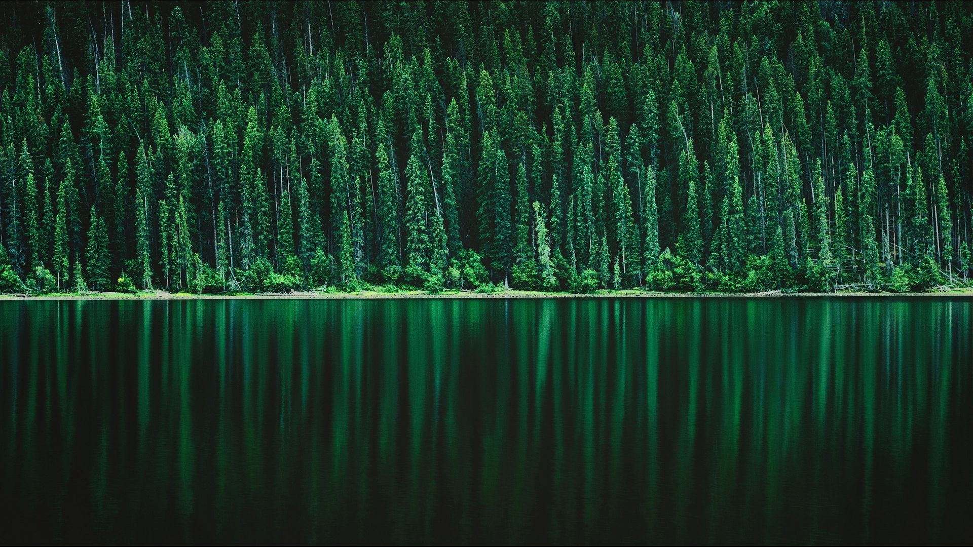 Dense green forest reflected in dark water HD Wallpaper