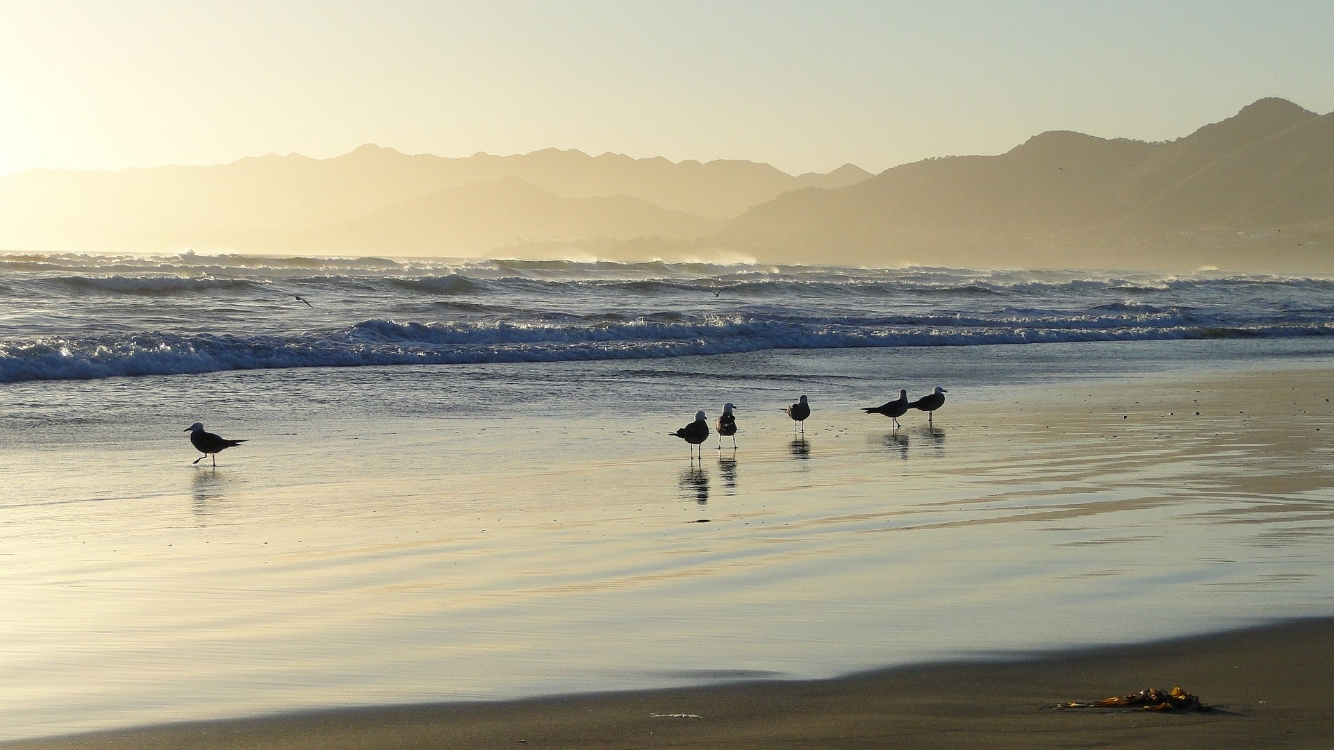 Seagulls on a Calm Beach at Sunrise HD Wallpaper