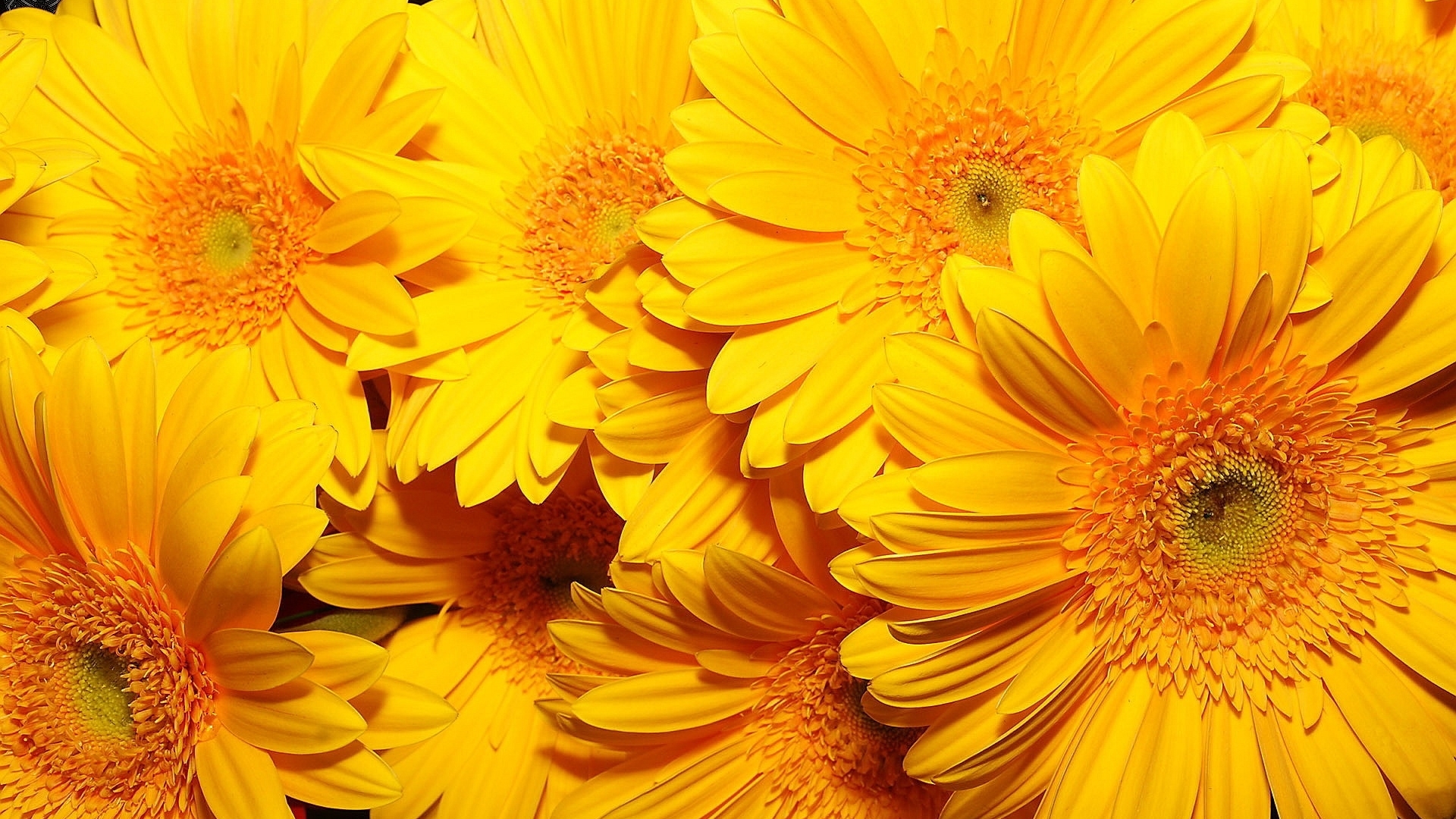 Close-up of bright yellow gerbera daisies HD Wallpaper