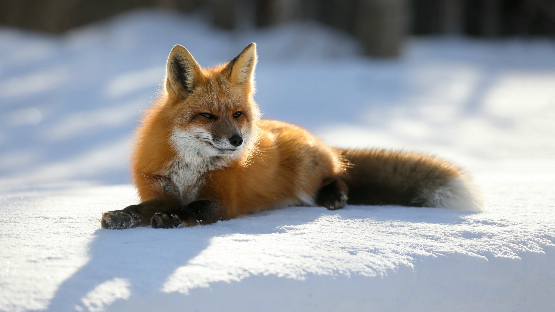 Red fox resting in the snow HD Wallpaper