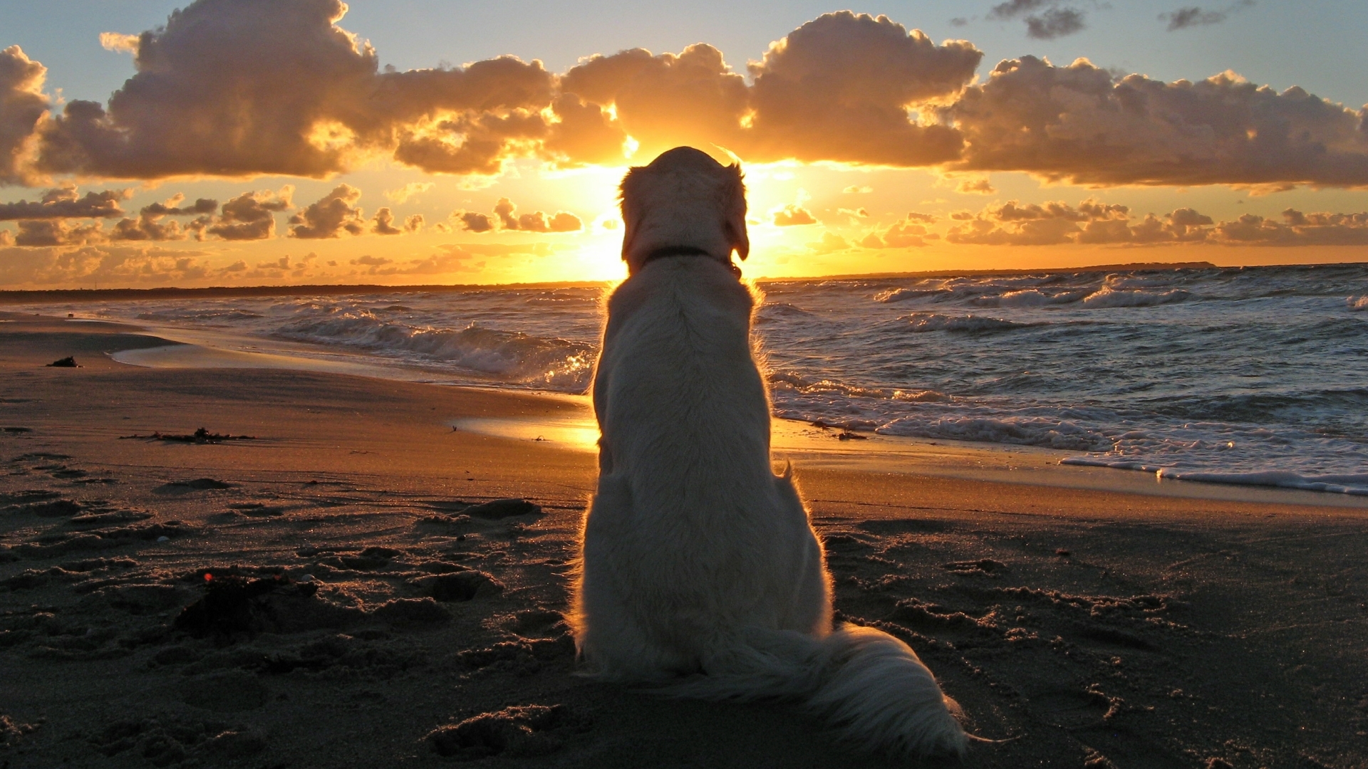 Dog Watching Sunset on the Beach HD Wallpaper