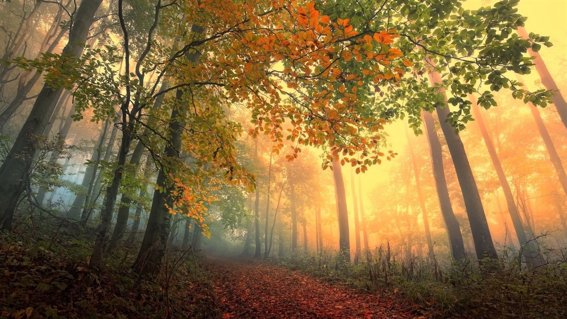 Autumn forest path with fog and sunlight HD Wallpaper