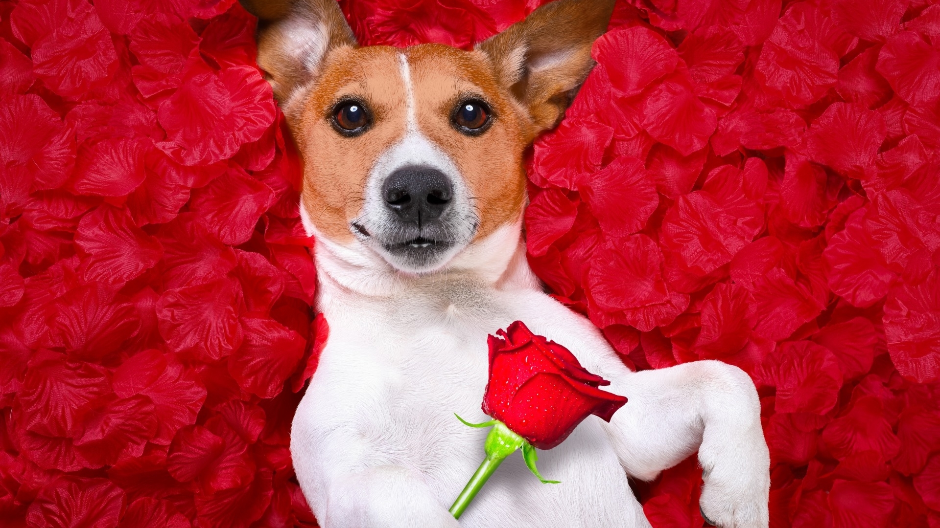 Jack Russell Terrier with a Red Rose HD Wallpaper