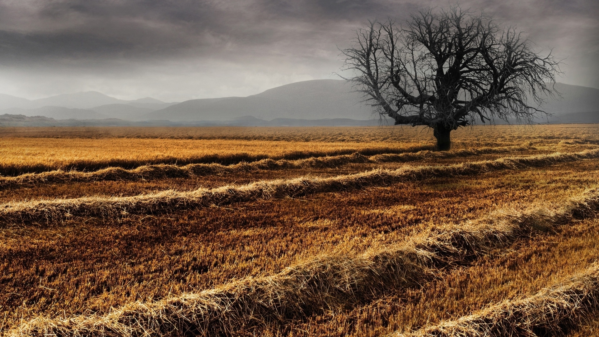 Bare tree in a harvested field with mountains HD Wallpaper
