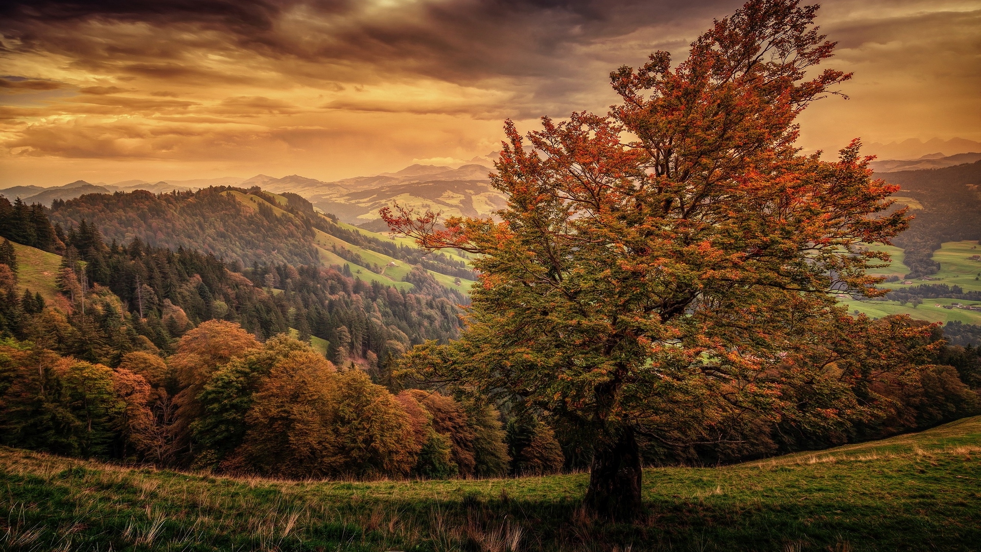 Autumn mountain landscape with a large tree HD Wallpaper