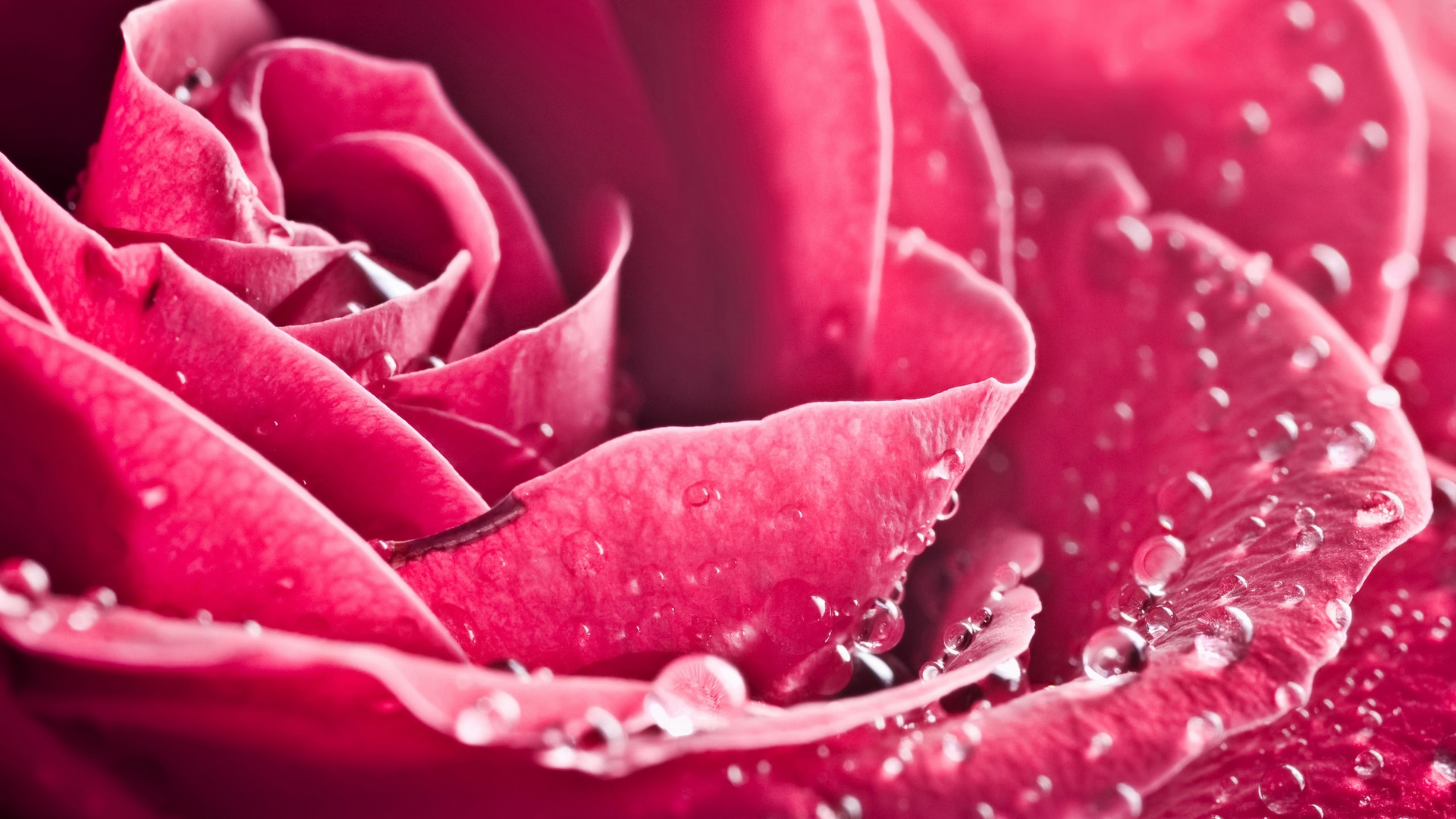 Close-up of a pink rose with water drops HD Wallpaper