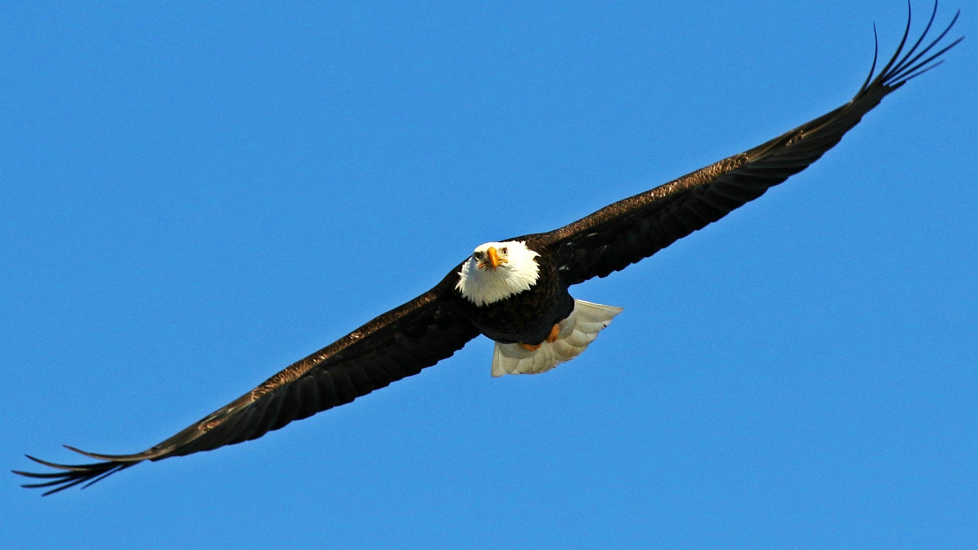 Bald eagle flying in a clear blue sky HD Wallpaper