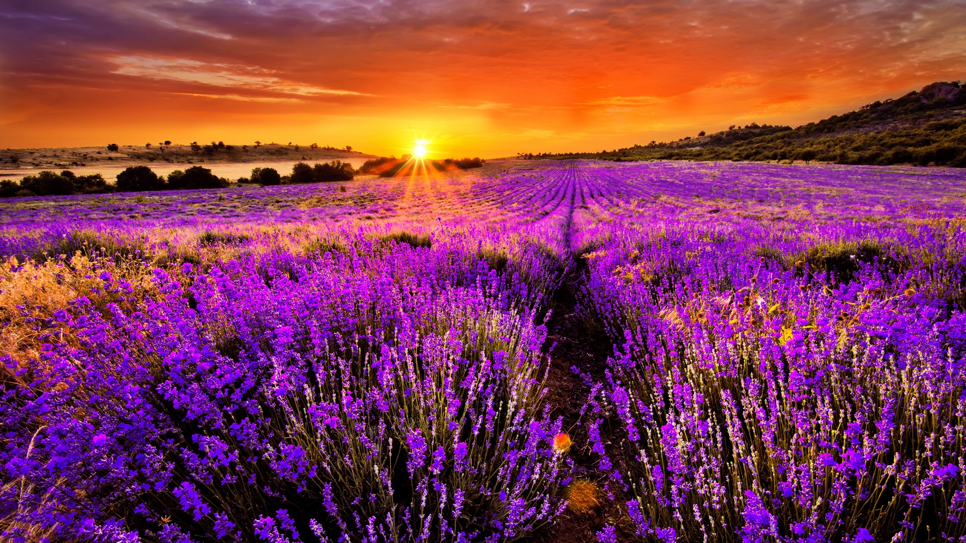 Lavender field at sunset HD Wallpaper