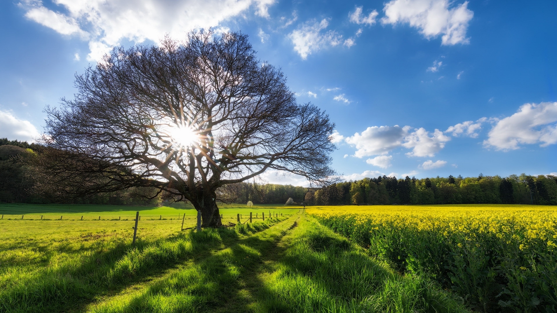 Tree in a field of yellow flowers HD Wallpaper