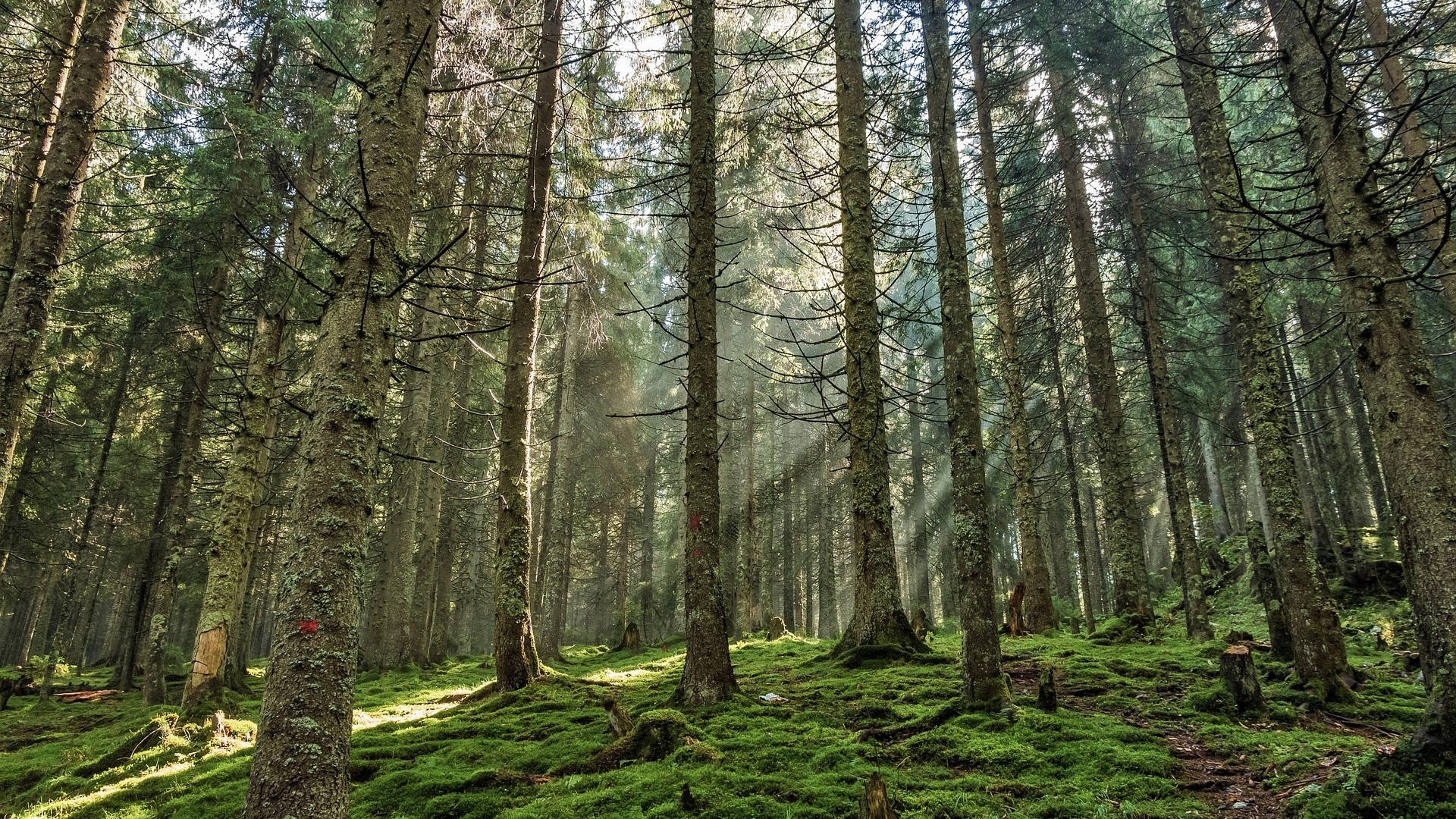 Sunlight filtering through a mossy forest HD Wallpaper