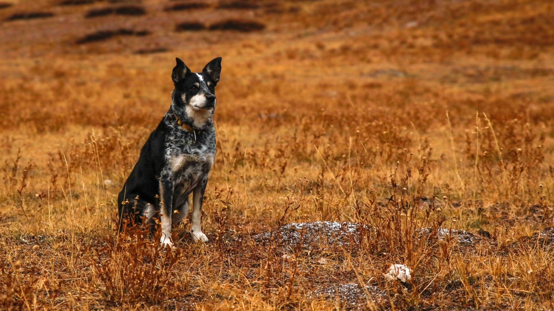 Australian Cattle Dog sitting in a field HD Wallpaper