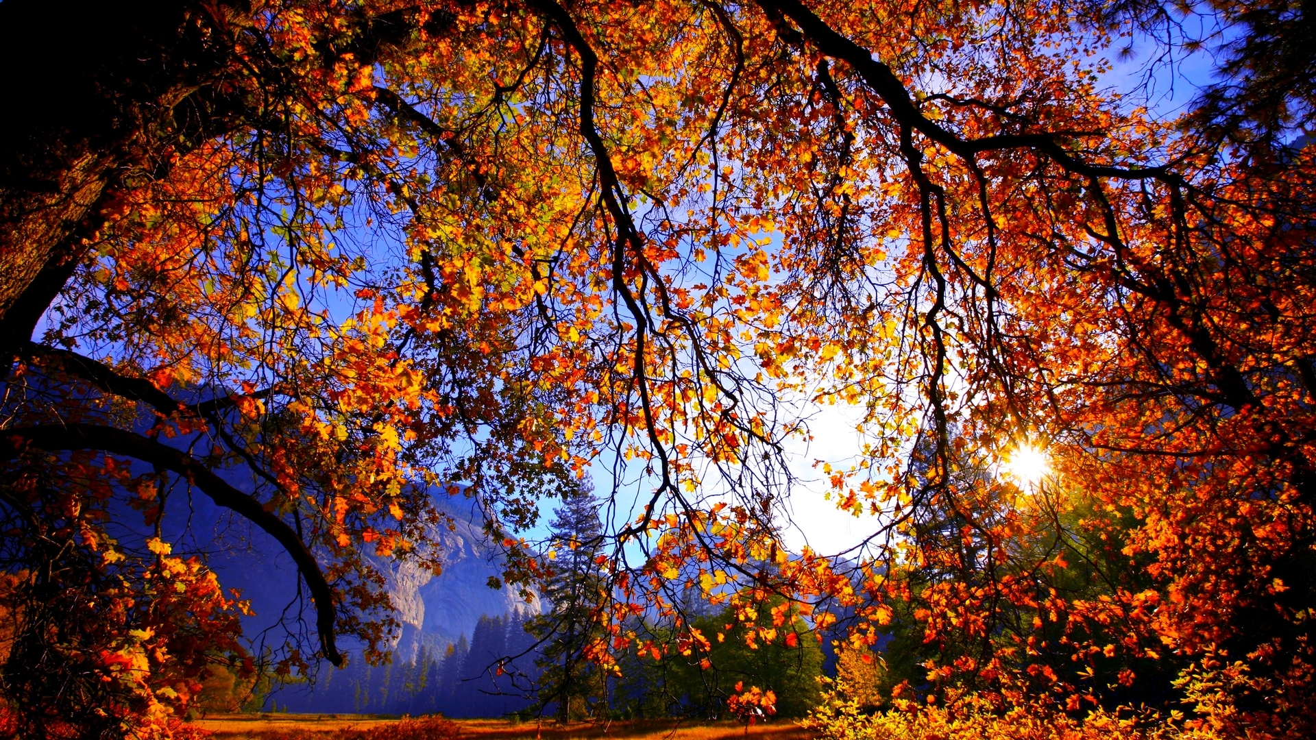 Autumn trees with sunlight and mountains HD Wallpaper
