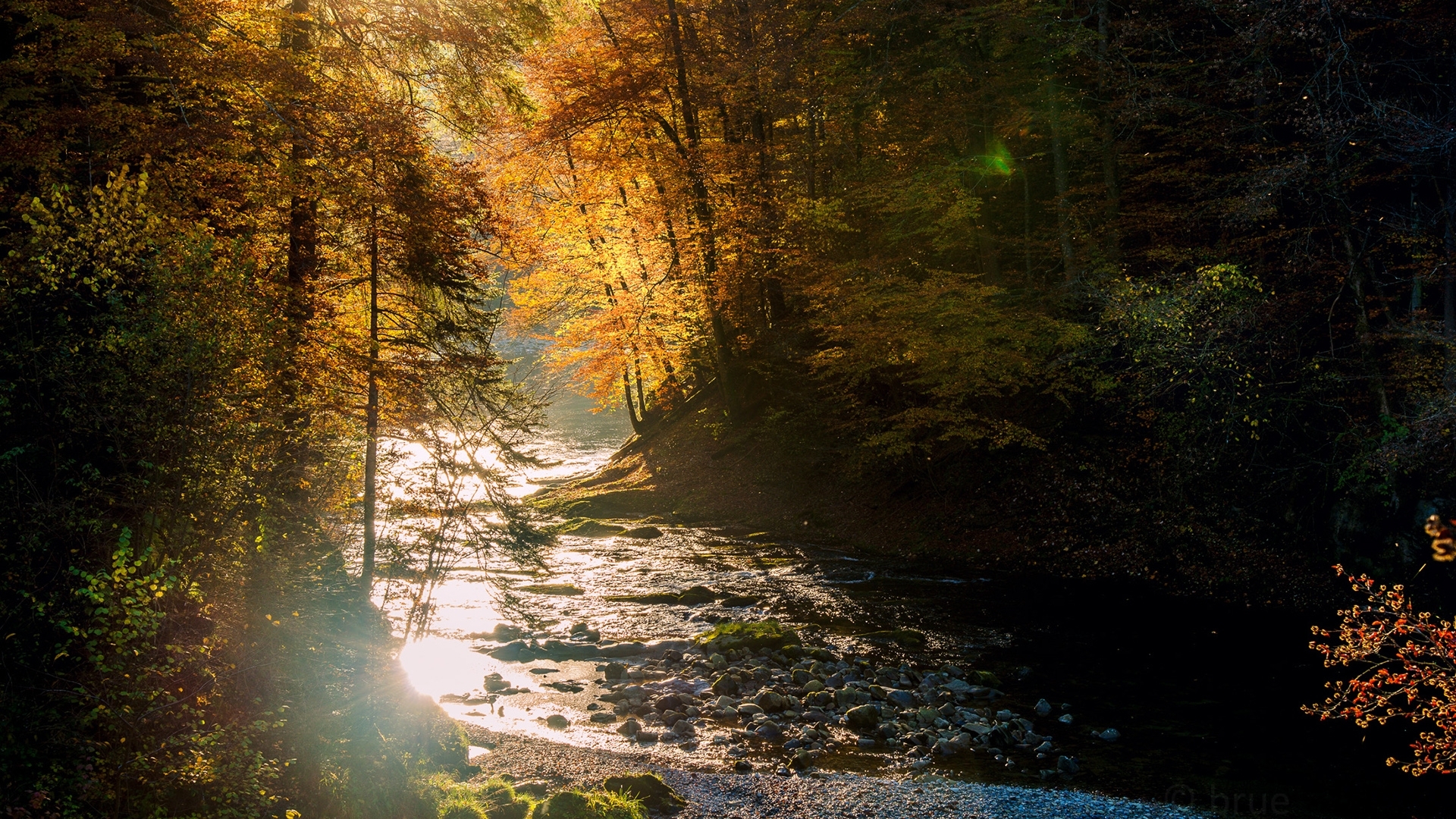 Sunlight filtering through autumn trees onto a forest river HD Wallpaper