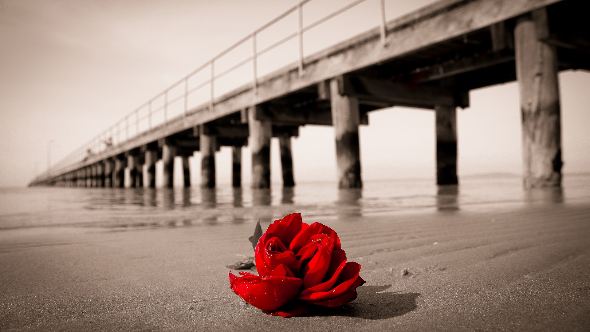 Red rose on a sandy beach with a pier in the background HD Wallpaper