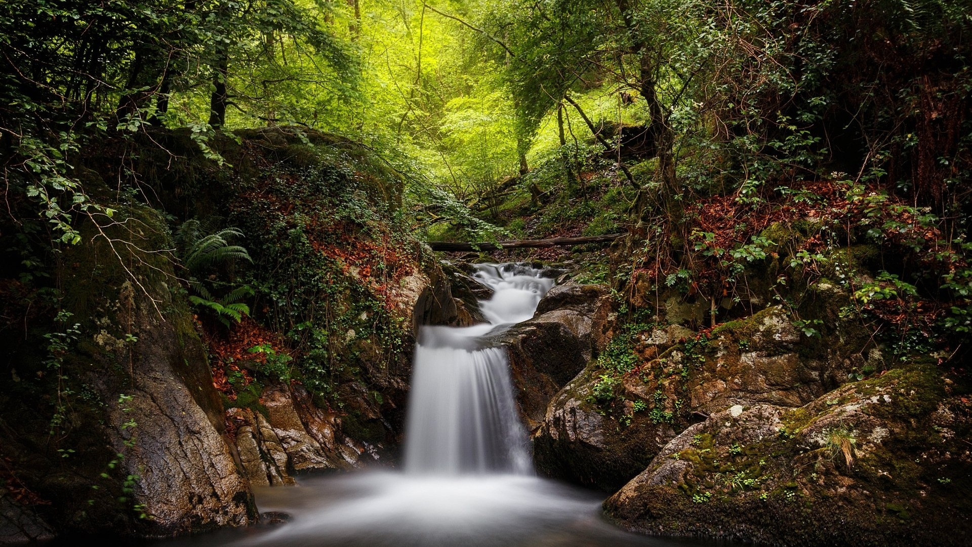 Waterfall in a lush green forest HD Wallpaper