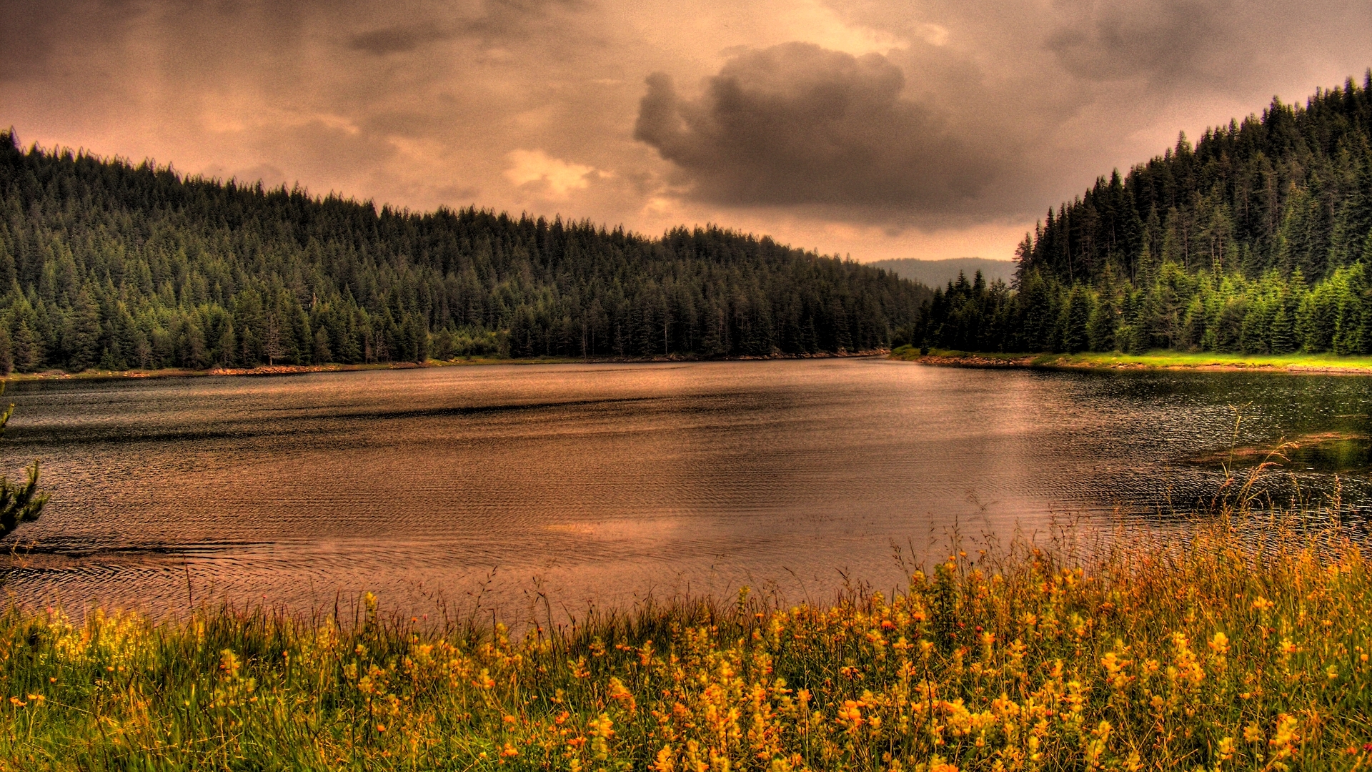 Lake surrounded by pine forest and wildflowers HD Wallpaper