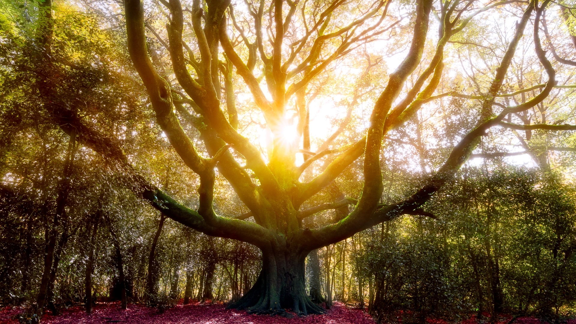 Sunbeams through a large tree in autumn forest HD Wallpaper