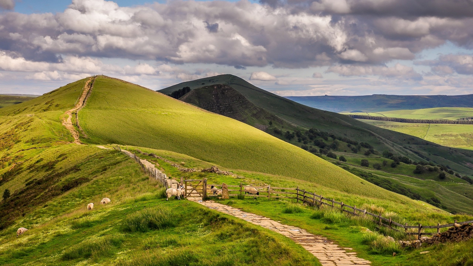 Sheep grazing on a grassy hill with a stone path and wooden fence HD Wallpaper