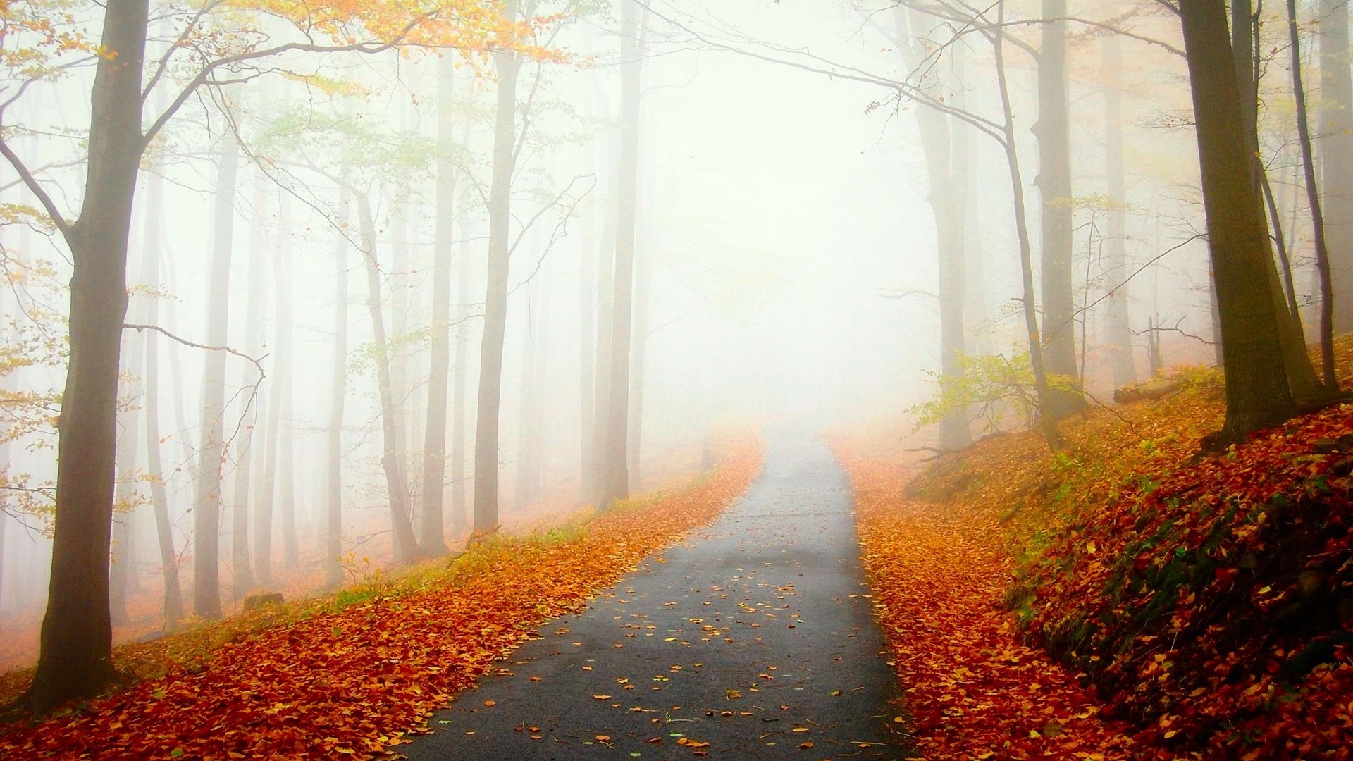 Autumn forest road covered in fallen leaves and fog HD Wallpaper
