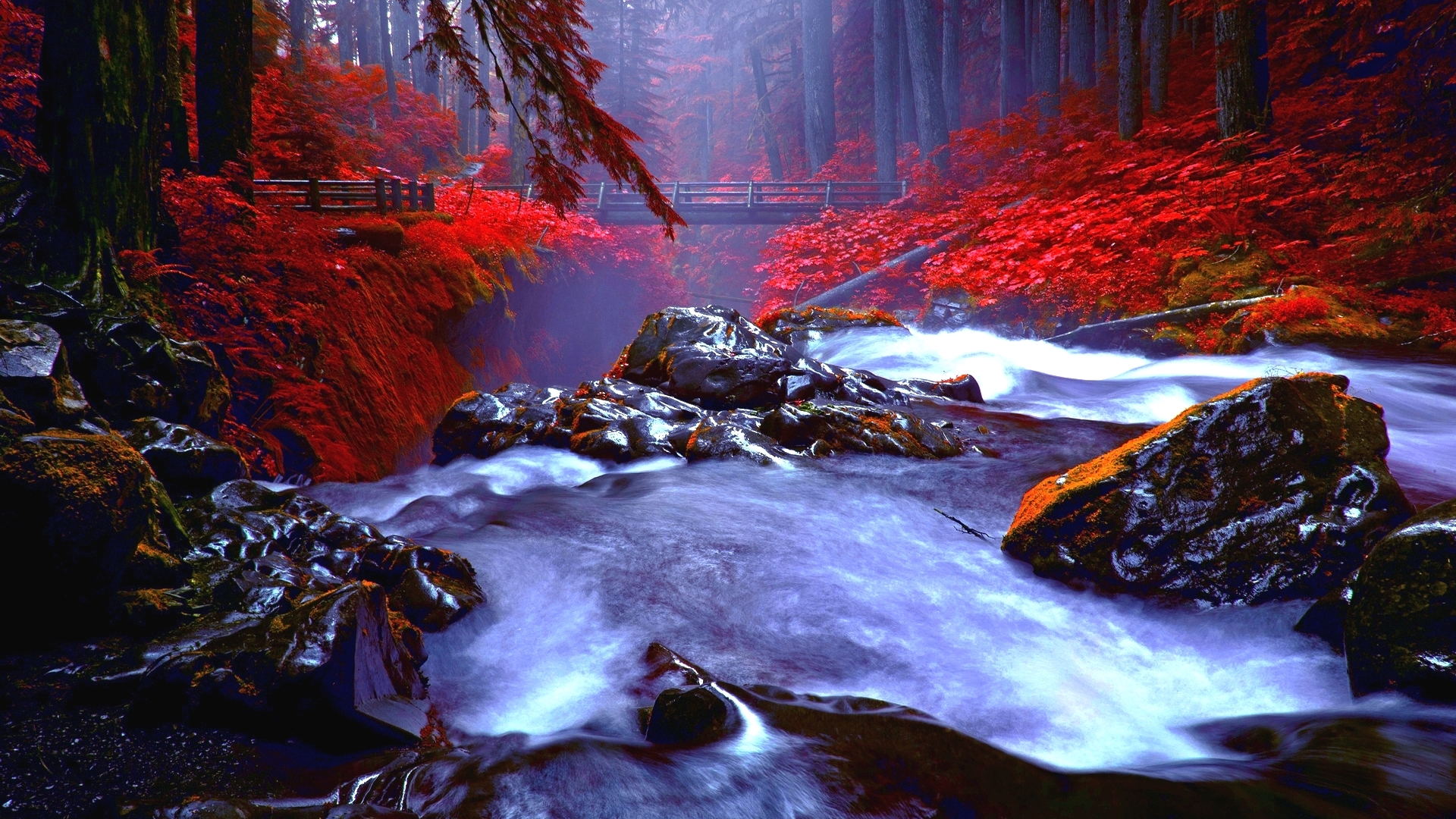 Misty Forest Stream with Vibrant Red Foliage HD Wallpaper