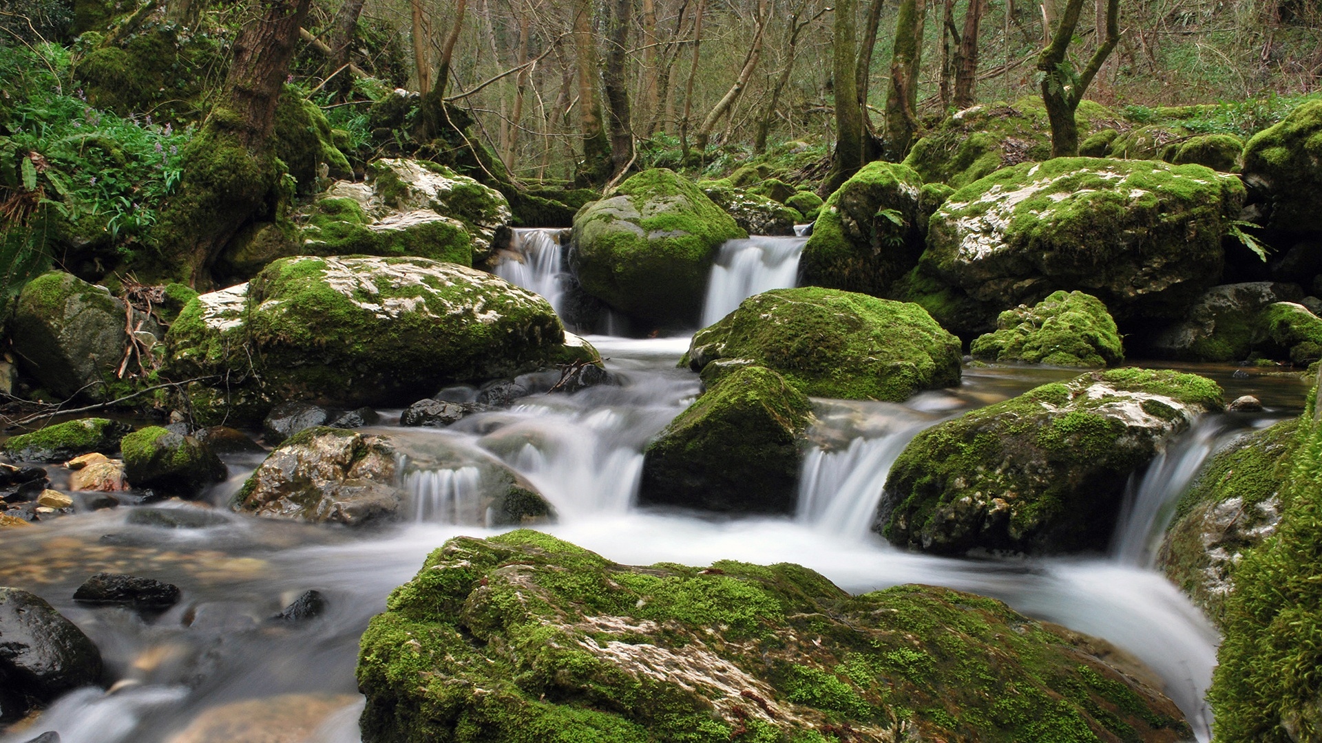 Moss-covered rocks in a forest stream HD Wallpaper